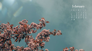 Pink Blossom Flowers Nature February Calendar February HD wallpaper
