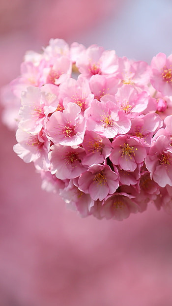 Flowers , Pink Flowers HD phone wallpaper