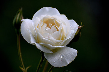 White rose, drops, portrait, close up HD wallpaper