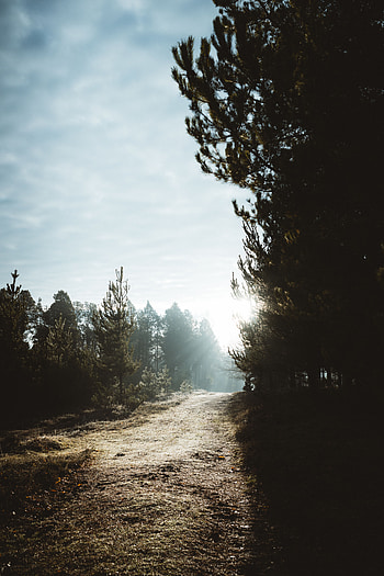 Nature, Trees, Sun, Forest, Track HD phone wallpaper
