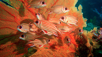 Squirrelfish, Coral Reefs HD wallpaper