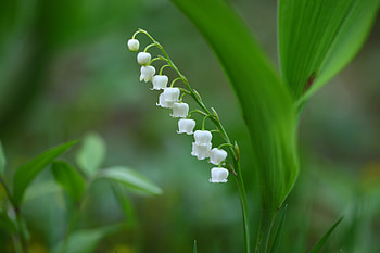 Bell flowers, white, grass, spring HD wallpaper