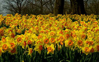 Nature, Flowers, Narcissussi, Plant, Lot HD wallpaper