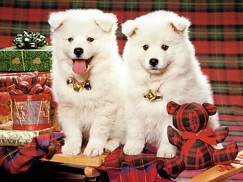 Animals, Dogs HD wallpaper