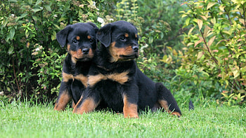 *** Little dogs ***, dog, animal, dogs, animals HD wallpaper