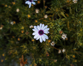 Flowers, Flower, Petals, Flower Bed, Flowerbed, Arctotis, Arktotis HD wallpaper
