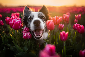 Dog, animal, nature, flower HD wallpaper