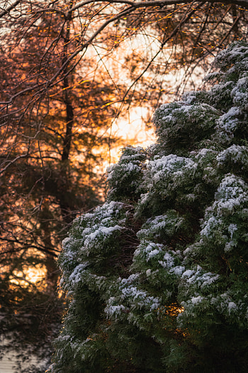 Winter, Nature, Snow, Bush HD phone wallpaper