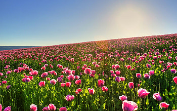 Flower field, Nature, Blooming flowers, Colorful scenery HD wallpaper