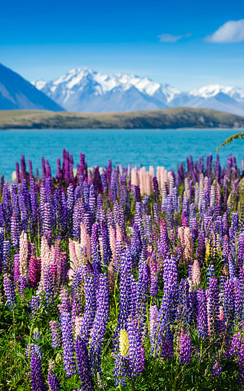 Lupines by the Lake, lake, flower, nature HD phone wallpaper