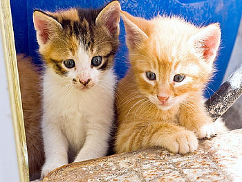 santorini kittens, santorini, kittens HD wallpaper