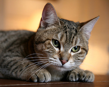 CUTE CAT ALTHOUGH BASHFUL, somewhat, shy, timid, bashful HD wallpaper