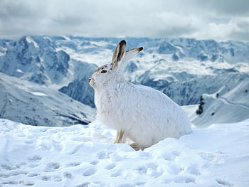 Bunny, rabbit, animal, winter, outdoor HD wallpaper