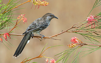 Bird, branch, pink, grey, flower, green HD wallpaper