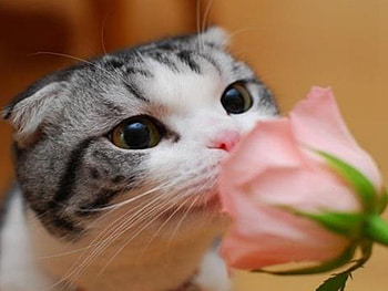 little kitten who loves roses, kitten, loves, roses, who, little HD wallpaper