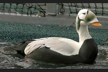 Beautiful Duck, cool, duck, beautiful HD wallpaper