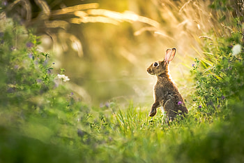 Animals, Grass, Grey, Animal, Hare HD wallpaper