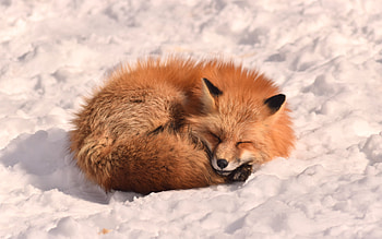 Fox Sleeping in Snow, winter, sleeping, fox, snow HD wallpaper
