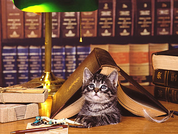 Animals, Cat, To Lie Down, Lie, Muzzle, Book, Library HD wallpaper