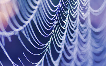 graphy - Spider Web HD wallpaper