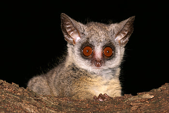 Bush Baby (Galago), Rossandra White graphy, African wildlife, Africa Geographic HD wallpaper