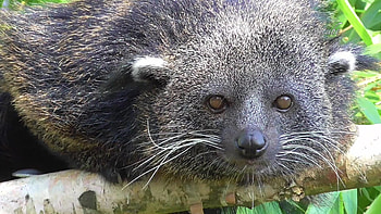 Binturong animal, Brown nature, , Jooinn HD wallpaper