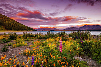 Lake beauty, meadow, beautiful, grass, serenity, mountain, lake, wildflowers, shore, lupine, clouds, view, nature, flowers, sky, calmness HD wallpaper