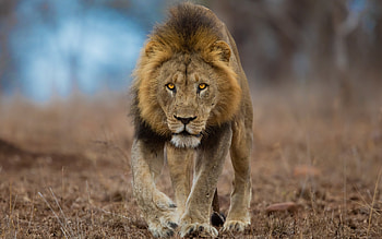 Lion, animal, cat, nature HD wallpaper