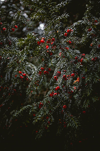 Nature, Berries, Plant, Wet, Branches HD phone wallpaper