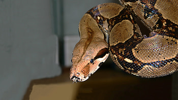 Boa Constrictor, Red tailed boa constrictor, Elmwood Park Zoo HD wallpaper