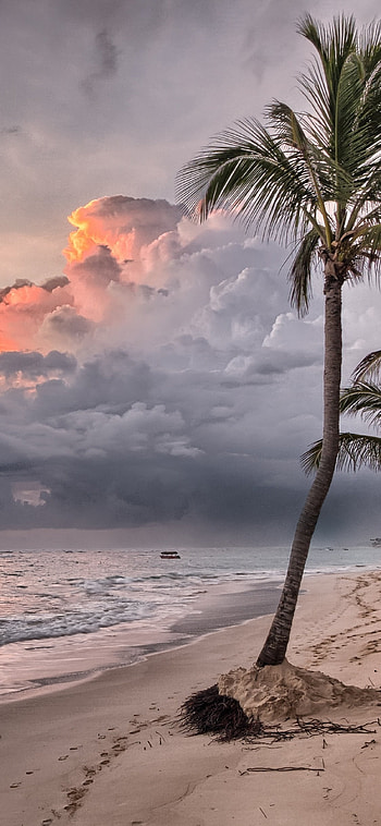 Beach summer ocean, Trees wind flowing, XS HD phone wallpaper