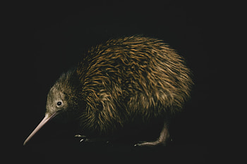 Kiwi Bird, NZ's native birds, Lego NZ Herald, transformed HD wallpaper