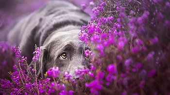 Labrador Retriever, Sad dog, Lying down, Purple flowers HD wallpaper