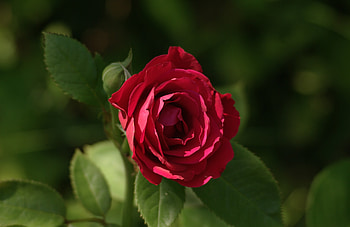 Rose, field, green, red, nature, flowers HD wallpaper