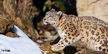 Animals, Snow Leopard, Sit, Predator HD wallpaper