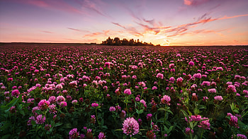 Pink flower field, Evening scenery, Serene sunset, Botanical bliss HD wallpaper