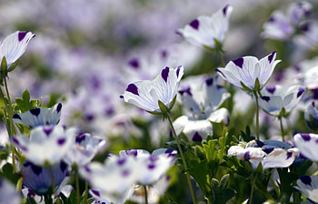 Flowers, Spotted, Blur, Smooth, Nemophiles HD wallpaper