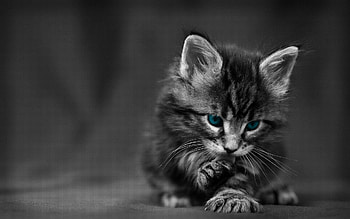 Animals, Cat, Fluffy, Kitty, Kitten, Blue Eyed, Blue-Eyed, Wash Up, Wash HD wallpaper