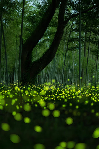 Flights of fire, Lightning bugs, Long exposure , Captivating visuals HD phone wallpaper