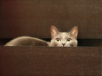 Naughty cat, animal, kitten, cat, feline, pet HD wallpaper