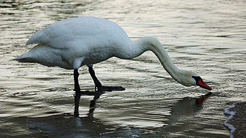 Animals, Water, Shore, Bank, Ripples, Ripple, Swan, Neck HD wallpaper