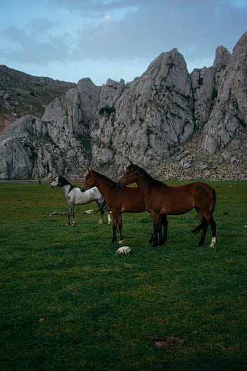 Horses graze in Algerian grasslands against a backdrop of rocky mountains. HD phone wallpaper
