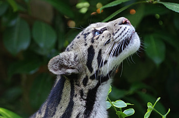 Animals, Muzzle, Spotty, Spotted, Wild Cat, Wildcat, Clouded Leopard, Smoky Leopard HD wallpaper