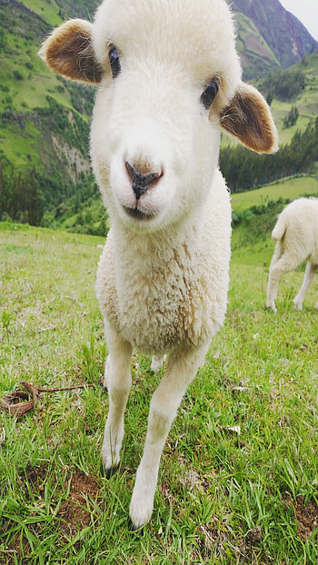 Sheep, animals HD phone wallpaper