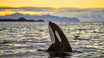 Killer whale intelligence, Aquatic predators, Black and white orcas, Oceanic lifestyle HD wallpaper