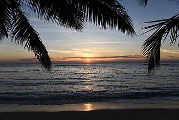Nature, Sunset, Sea, Palms, Horizon, Coast HD wallpaper