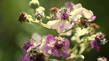 Flowers, Petals, Dry, Pollen HD wallpaper