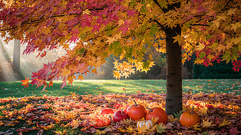 Autumn Glow — Fall Weather Ultra, fall weather, pumpkin, fall foliage HD wallpaper