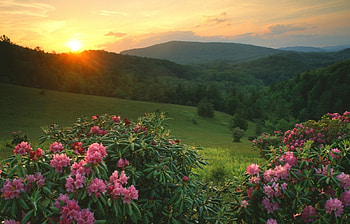 Plants, Landscape, Flowers, Sunset, Sun HD wallpaper