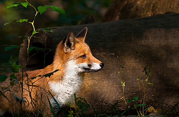 Animals, Fox, Forest, Log, Watch, To Watch HD wallpaper